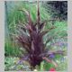 Pennisetum glaucum 'Purple Majesty' (Millet)